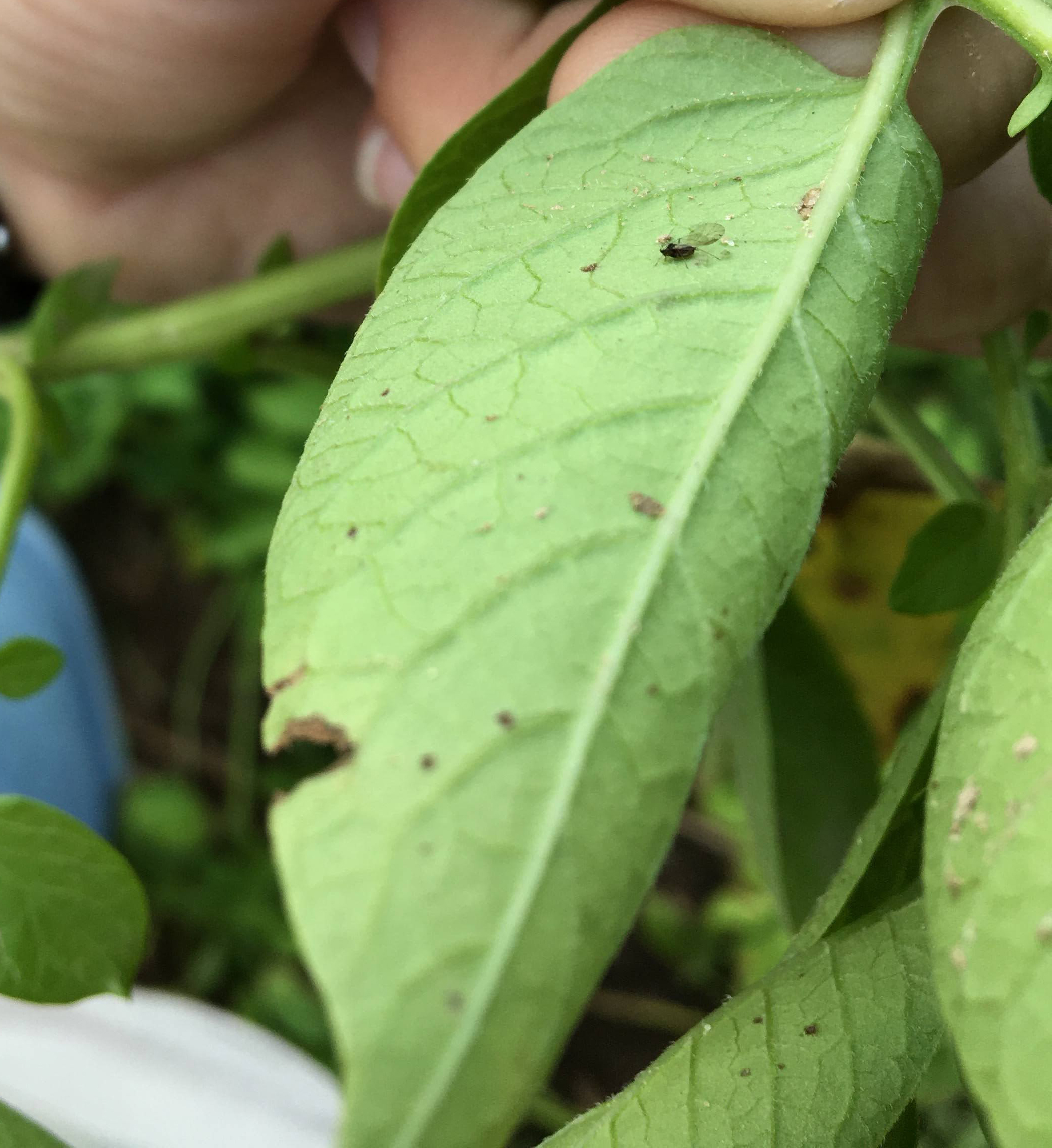 A winged adult aphid on a potato leaf.